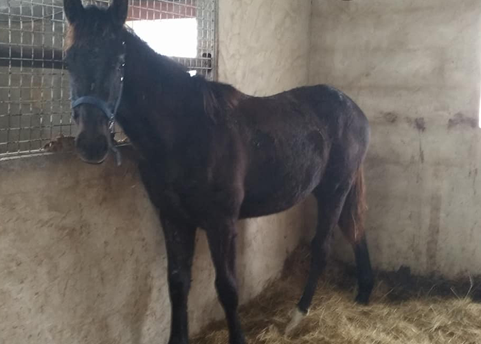 Pension chevaux Cognac