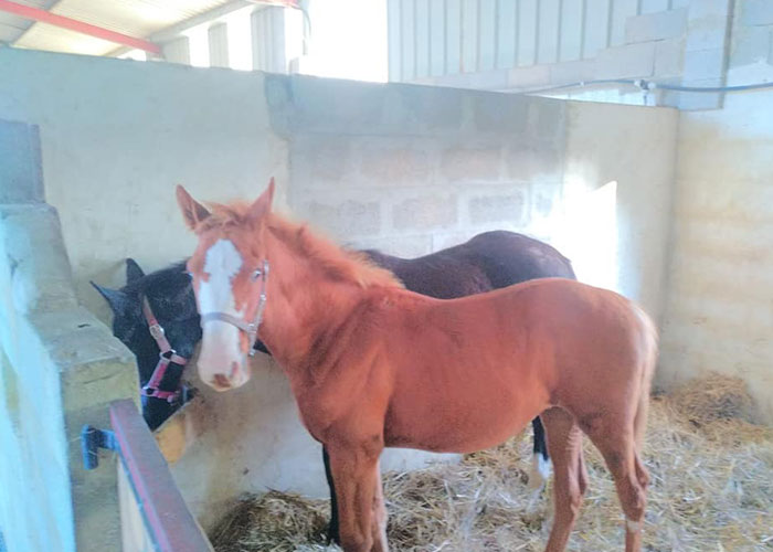 Pension chevaux Saint-Césaire