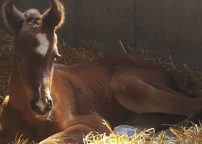 pension chevaux Saintes