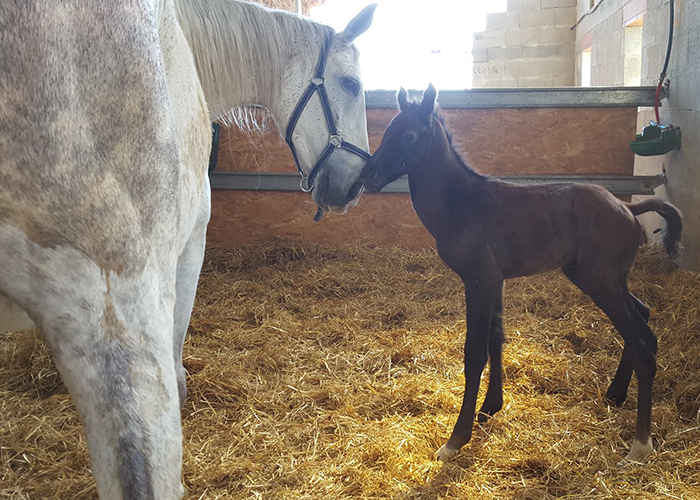 Pension pour chevaux Saintes